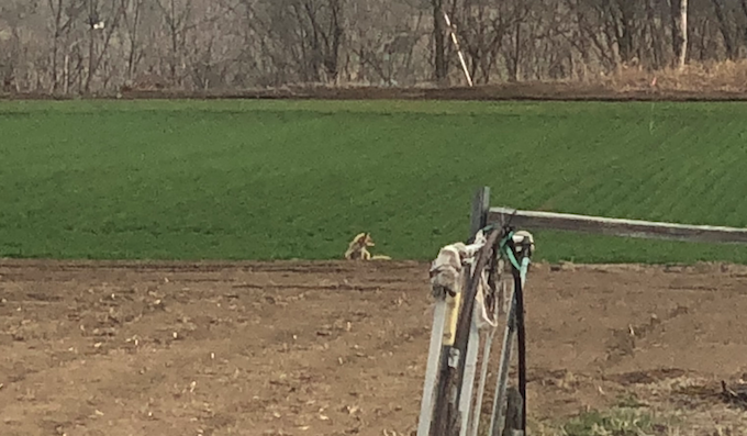 キタキツネ